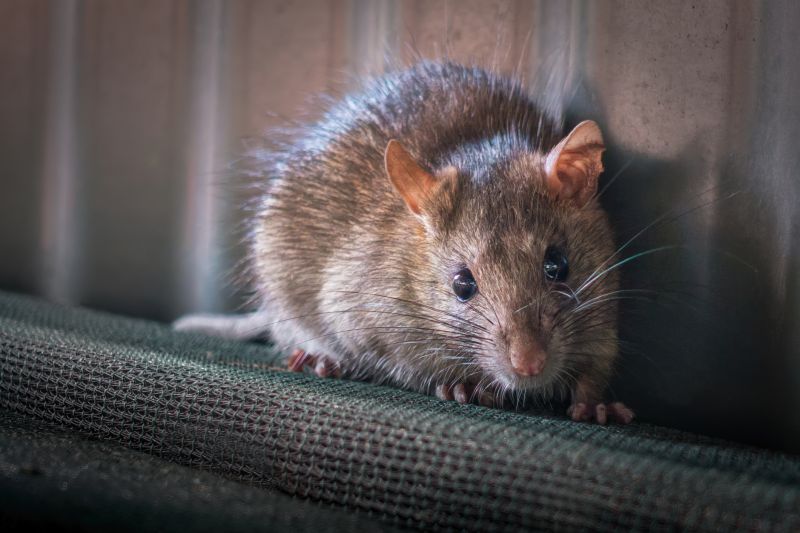 Rat Cleanup
