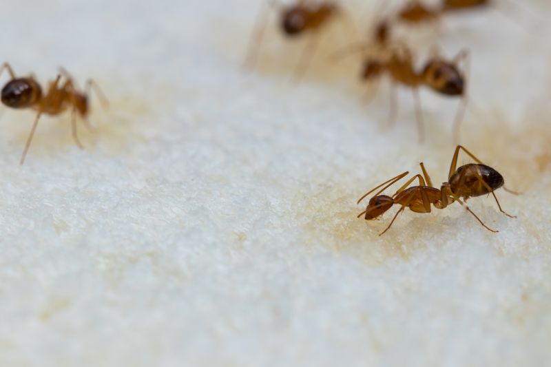 Ants Extermination Service in New Braunfels, TX