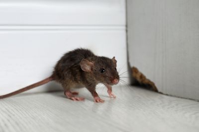 Health Risks Associated With Rats In Residential And Commercial Spaces