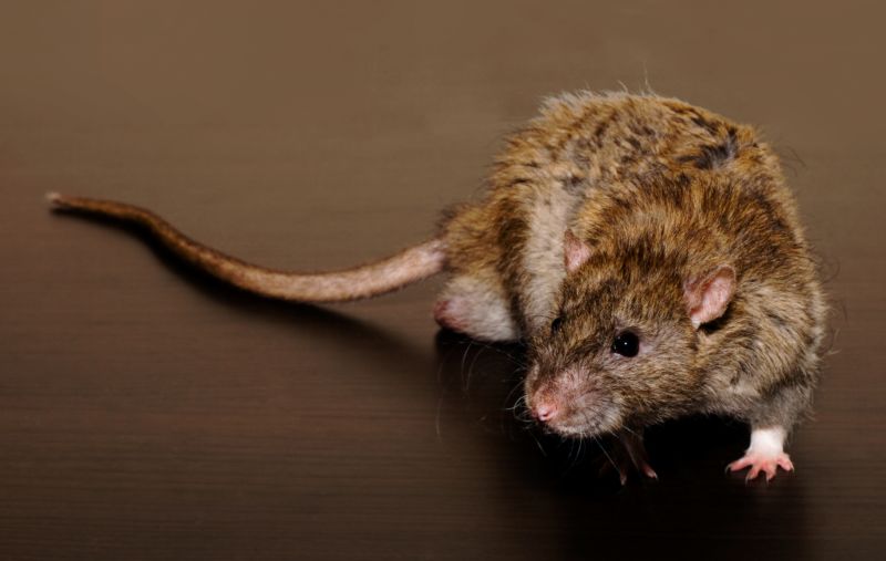 Preventing Rat Infestations In Homes