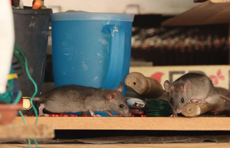 Rat Cleanup