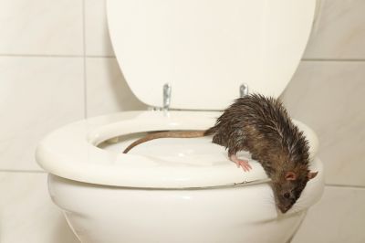 Get Rid of Rats!