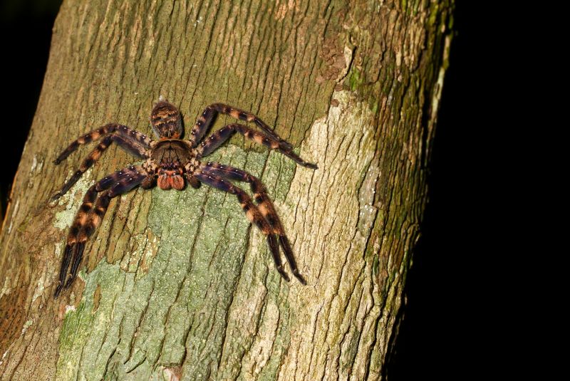 Hobo Spider Extermination in Rockwall, TX