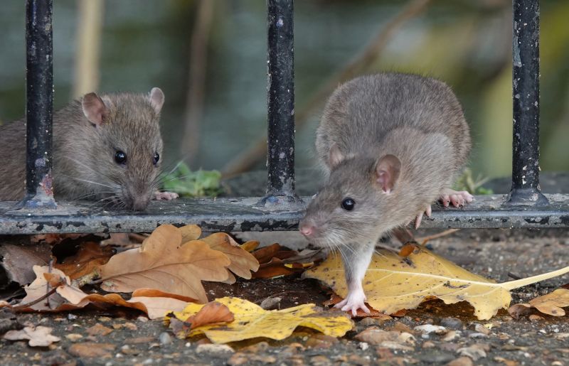 Rat Cleanup Services for Property Maintenance