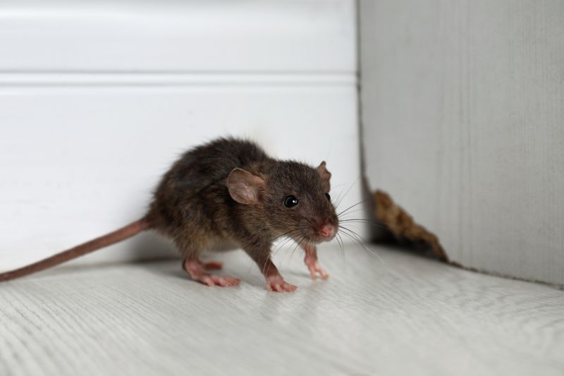 Rat Cleanup Promotions & Offers