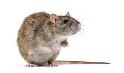 Service Locations for Rat Cleanup